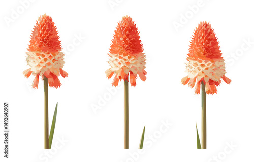 Set of frontal Kniphofia uvaria torch lily red hot poker cutout tree isolated png, botanical flower plant, exotic garden tropical vector illustration.