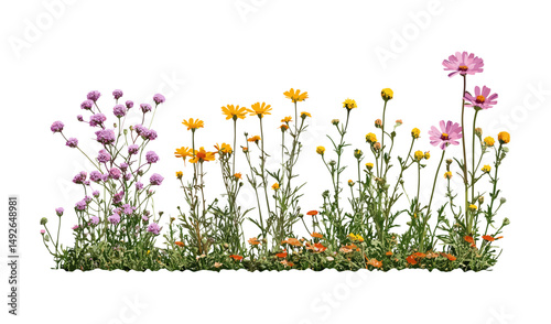 Frontal view Osteospermum fruticosum, Achillea terracotta Yarrow, cutout png, garden flowers, shrub plants, herbal species, vector illustration, natural greenery composition.