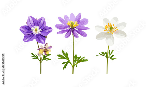 Aquilegia chrysantha and Osteospermum fruticosum isolated cutout, flowering plants, botanical garden, shrub species, nature elements, vector illustration.