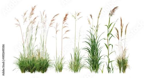 Prairie dropseed Sporobolus heterolepis with Calamagrostis acutiflora Karl Foerster grass isolated png, ornamental garden plants, drought tolerant grass, vector illustration.