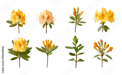 Set of frontal Rhododendron luteum yellow azalea flowering isolated png tree cutout, honeysuckle azalea bloom, spring garden flowers, vector illustration.