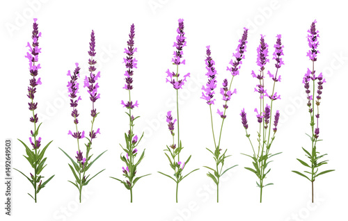 Set of Verbena bonariensis isolated png, purpletop vervain, clustertop vervain, Argentinian vervain, pretty herbaceous plants, natural wildflowers, garden decoration, vector illustration.