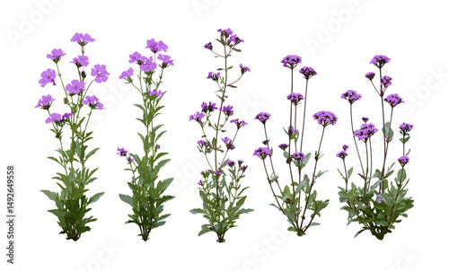 Set of Verbena bonariensis, purpletop vervain, clustertop vervain, Argentinian vervain, pretty flowers isolated png, botanical plant, garden herbs, wildflower, vector illustration.