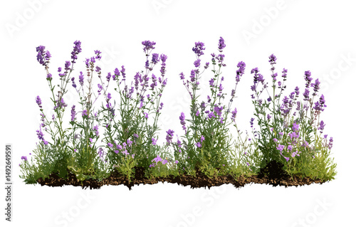 Verbena bonariensis isolated cutout, purpletop vervain, Argentinian vervain, clustertop vervain, pretty garden flowers, perennial plants, herbal foliage, summer blossom, vector illustration.