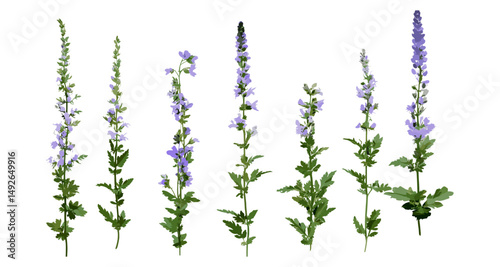 Veronica spicata spiked speedwell isolated png, frontal botanical flower, garden herb, natural wildflower, meadow plant, summer bloom, vector illustration.