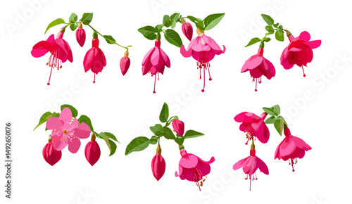 Fuchsia Jasminum sambac flower isolated PNG, tropical shrub, fragrant blossom, jasmine tree, exotic flora, garden plant, vector illustration, ornamental flower, summer bloom.