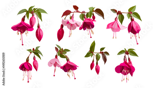 Jasminum sambac Fuchsia flower, isolated PNG, flowering tree, tropical jasmine plant, fragrant garden bloom, exotic shrub, vector illustration, decorative flora, seasonal plant.