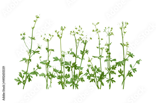 Sweetscented bedstraw Galium odoratum isolated png, sweet woodruff herb, forest plant, botanical herb, meadow vegetation, natural green leaves, vector illustration.