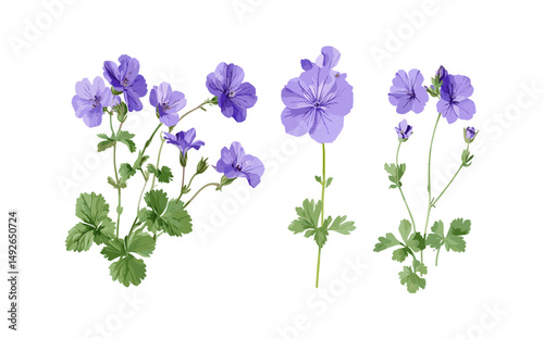 Set of Geranium Jolly Bee, Geranium Rozanne, Geranium phaeum cutout, perennial flowers, garden greenery, botanical species, vector illustration, floral design, landscape plants.