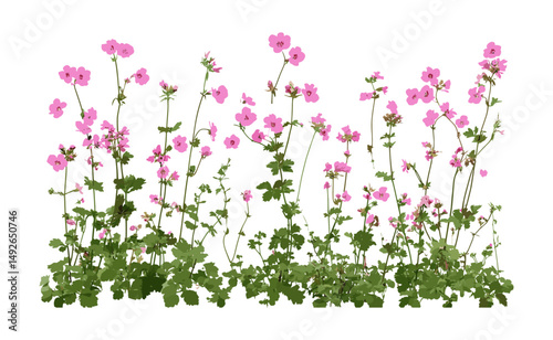Geranium palmatum and Lamium maculatum, isolated cutout, garden foliage, shade plants, ornamental greenery, floral elements, spring plants, vector illustration.