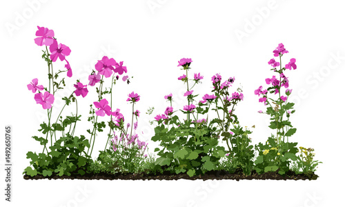 Set of Geranium palmatum, Lamium maculatum, frontal isolated png, perfect cutout, tree, garden plants, perennial flowers, botanical illustration, vector illustration.