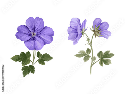 Geranium phaeum and Geranium Rozanne isolated png, Jolly Bee variety, garden flora, herbaceous plants, flower arrangement, perennial garden, vector illustration.
