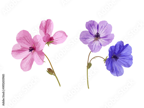 Set of Geranium phaeum, Geranium Jolly Bee, Geranium Rozanne isolated png, garden flowers, perennial plants, summer bloom, floral collection, vector illustration.