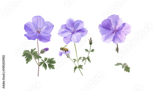Geranium palmatum, Geranium Rozanne Jolly Bee, isolated cutout, garden flora, perennial flowers, decorative plants, botanical art, vector illustration, landscape design.