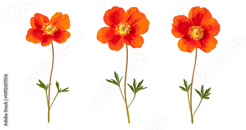 Set of Geum coccineum flowers isolated on transparent background, frontal perspective, vector illustration, bright blossoms, ornamental garden, spring plant, floral design.