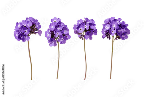 Glandularia morada, margarita morada, Verbena violeta, Glandularia tenera, frontal isolated png, wildflowers, garden bouquet, flowering plants, ornamental flora, vector illustration.