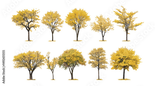 Honey locust thorny locust Gleditsia triacanthos, isolated tree summer autumn cutout, seasonal nature, botanical flora, garden trees, urban environment, eco-friendly landscape vector illustration.