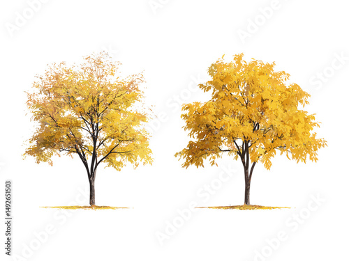 Set of Gleditsia triacanthos thorny locust, honey locust summer autumn trees isolated cutout, perfect tree clipart, nature, forest, landscaping, botanical vector illustration.