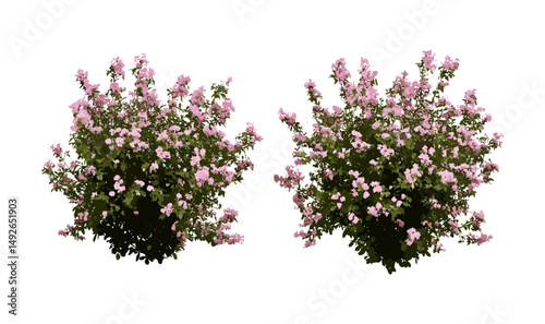 Glossy Abelia x grandiflora flowering shrub frontal isolated cutout, ornamental garden plant, summer bloom, landscape greenery, hedge plant, vector illustration.