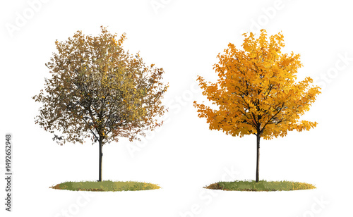 Hamamelis × intermedia and Populus tremula autumn trees, vector illustration, small isolated deciduous trees, cutout plant objects, fall season flora, forest scene, png.