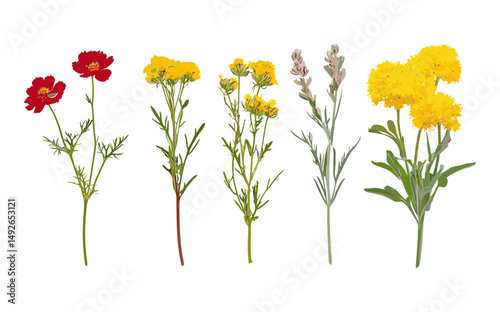 Curry plant, Helichrysum italicum, italian strawflower, Geranium phaeum, garden flower, vector illustration, herbal design, cutout, flora elements, essential oil plant.