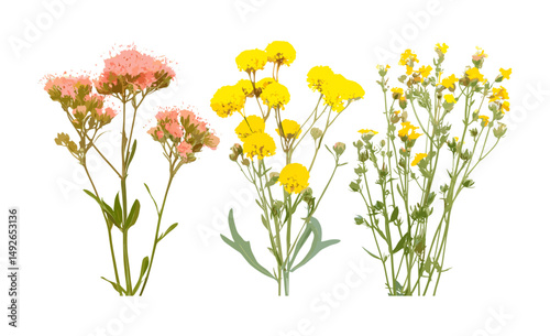Geranium phaeum, Helichrysum italicum, immortelle, curry plant, italian strawflower, transparent background, vector illustration, healing plants, wildflower arrangement.