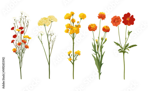 Helichrysum italicum, curry plant, italian strawflower, Geranium phaeum, png, floral collection, vector illustration, herb bouquet, aromatherapy plant, decorative foliage.