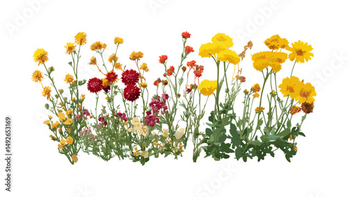 Set of Helichrysum italicum, Geranium phaeum, immortelle, italian strawflower, curry plant, cutout, vector illustration, garden herbs, medicinal flowers, botanical design.