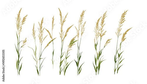 Set of Hilaria mutica, tobosa grass, Pleuraphis mutica, isolated cutout tree, vector illustration, wild grass plant, desert flora, native prairie vegetation, botanical element.