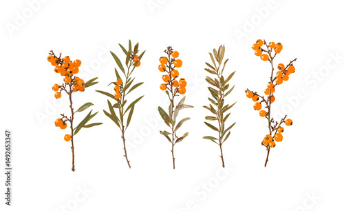 Sea-buckthorn plant, Hippophae rhamnoides, isolated tree, sallowthorn, seaberry bush, vector illustration, herbal medicine, nature element, edible berries, png, wild shrub.