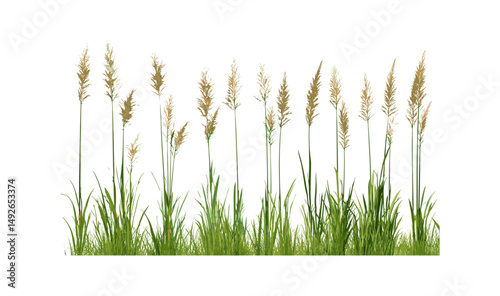 Tobosa grass, Pleuraphis mutica, Hilaria mutica plant, isolated tree, png, vector illustration, wild desert grass, native grassland flora, ornamental grass species, dryland nature.