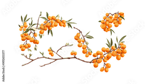 Set of Hippophae rhamnoides tree, sea-buckthorn, seaberry, sandthorn, sallowthorn, isolated cutout, vector illustration, forest plant, medicinal herb, organic farming, shrub.