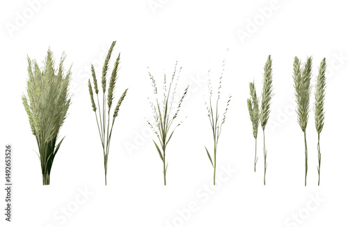 Isolated frontal Hordeum jubatum foxtail barley bobtail barley squirreltail barley intermediate barley cutout tree vector illustration, meadow plants, botanical, wildflower, herbaceous vegetation.