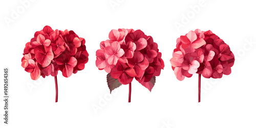 Hydrangea macrophylla light crimson flower isolated cutout, garden shrub, blooming plant, decorative flora, natural blossom, vector illustration.