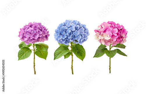 Set of Hydrangea macrophylla Mix frontal isolated tree cutout, botanical garden flowers, summer blossom, natural floral arrangement, vector illustration.