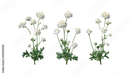 Evergreen candytuft Iberis sempervirens, perennial shrub cutout, isolated plant, garden foliage, flowering plant, landscape element, botanical illustration, vector illustration, nature design.