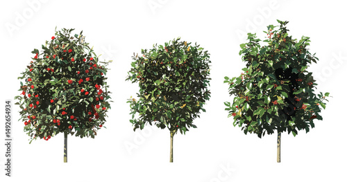 Christmas holly, English holly, Ilex aquifolium, street shrub, isolated png, sunny daylight, vector illustration, garden decoration, ornamental shrub, seasonal greenery.