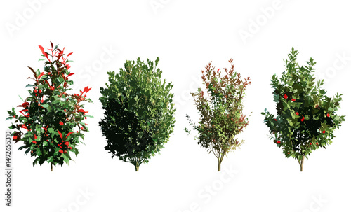 Holly tree set, Ilex aquifolium, English holly, European holly, Christmas holly, shrub collection, street trees isolated cutout, vector illustration, festive greenery, botanical, seasonal foliage.
