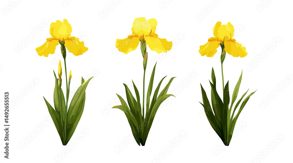 Obraz premium Yellow flag iris, water flag, Iris pseudacorus frontal isolated cutout, aquatic vegetation, pond plant, marsh flower, freshwater plant, vector illustration.