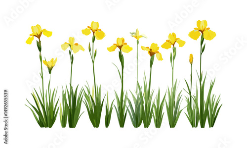 Set of Iris pseudacorus yellow flag, yellow iris, water flag frontal isolated cutout, tree, wetland plant, marsh flower, pond vegetation, vector illustration.