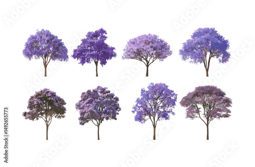 Blue jacaranda, Jacaranda mimosifolia, black poui tree, Nupur, fern tree isolated, botanical plant, tropical tree cutout, nature tree vector illustration.