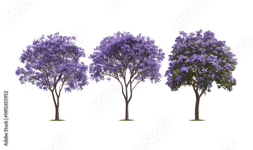 Jacaranda mimosifolia tree, blue jacaranda, black poui, fern tree, Nupur, isolated tree cutout, botanical illustration, tropical tree, vector illustration.