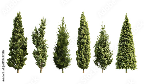 Juniperus oxycedrus Cade tree, prickly juniper, prickly cedar, frontal street trees isolated png, sunny daylight, garden design, ornamental trees, vector illustration.