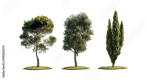 Prickly juniper, Juniperus oxycedrus, Cade cedar, street trees in daylight isolated png, urban greenery, drought tolerant plants, ornamental conifers, vector illustration.