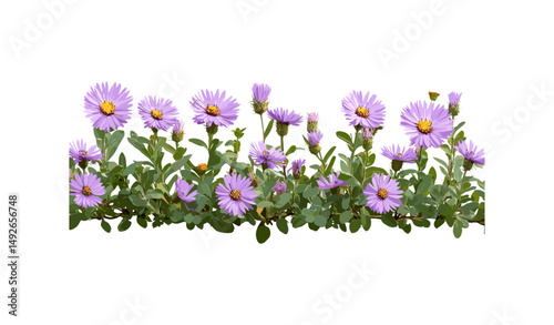 Kalimeris indica isolated flower png, Indian aster plant, wildflower bouquet, summer garden, floral decoration, natural flora, vector illustration.