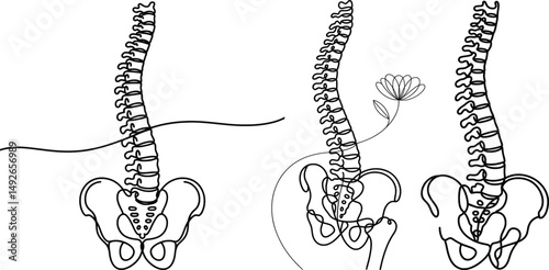 Elegant Spine and Pelvis Line Art, Anatomical and Botanical Fusion Illustration.