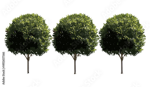 Set of Laurus nobilis, bay laurel, sweet bay, true laurel, Grecian laurel, street trees, sunny daylight, isolated tree png, vector illustration, garden plants, Mediterranean flora.