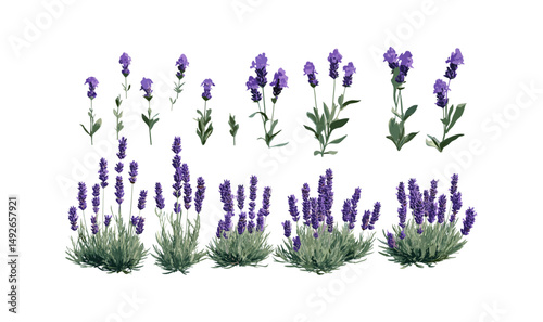 Flowering Lavandula stoechas, Spanish lavender, topped lavender, French lavender, isolated png, cutout tree, medicinal herb, garden flower, vector illustration, floral design, natural greenery.