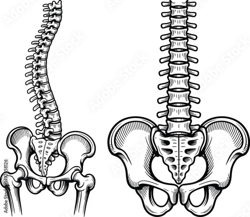 Human Spine and Pelvis Anatomy Illustration, Posterior and Lateral Views,