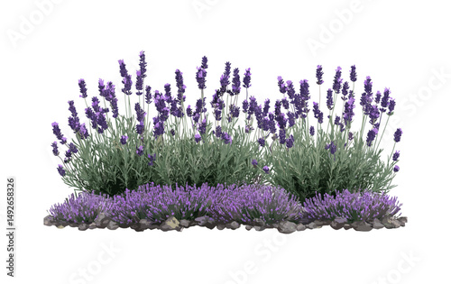 Set of Lavandula stoechas, Spanish lavender, topped lavender, French lavender, flowering frontal isolated png, perfectly cutout tree, botanical, garden plant, vector illustration.